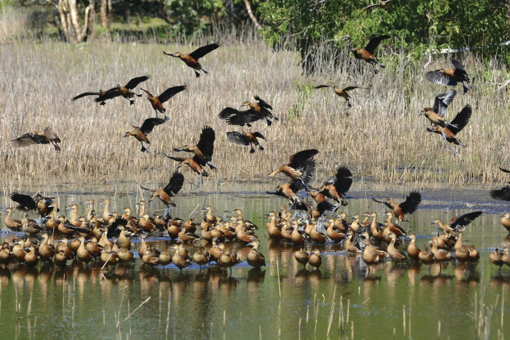 Ænder i Kakadu National Park