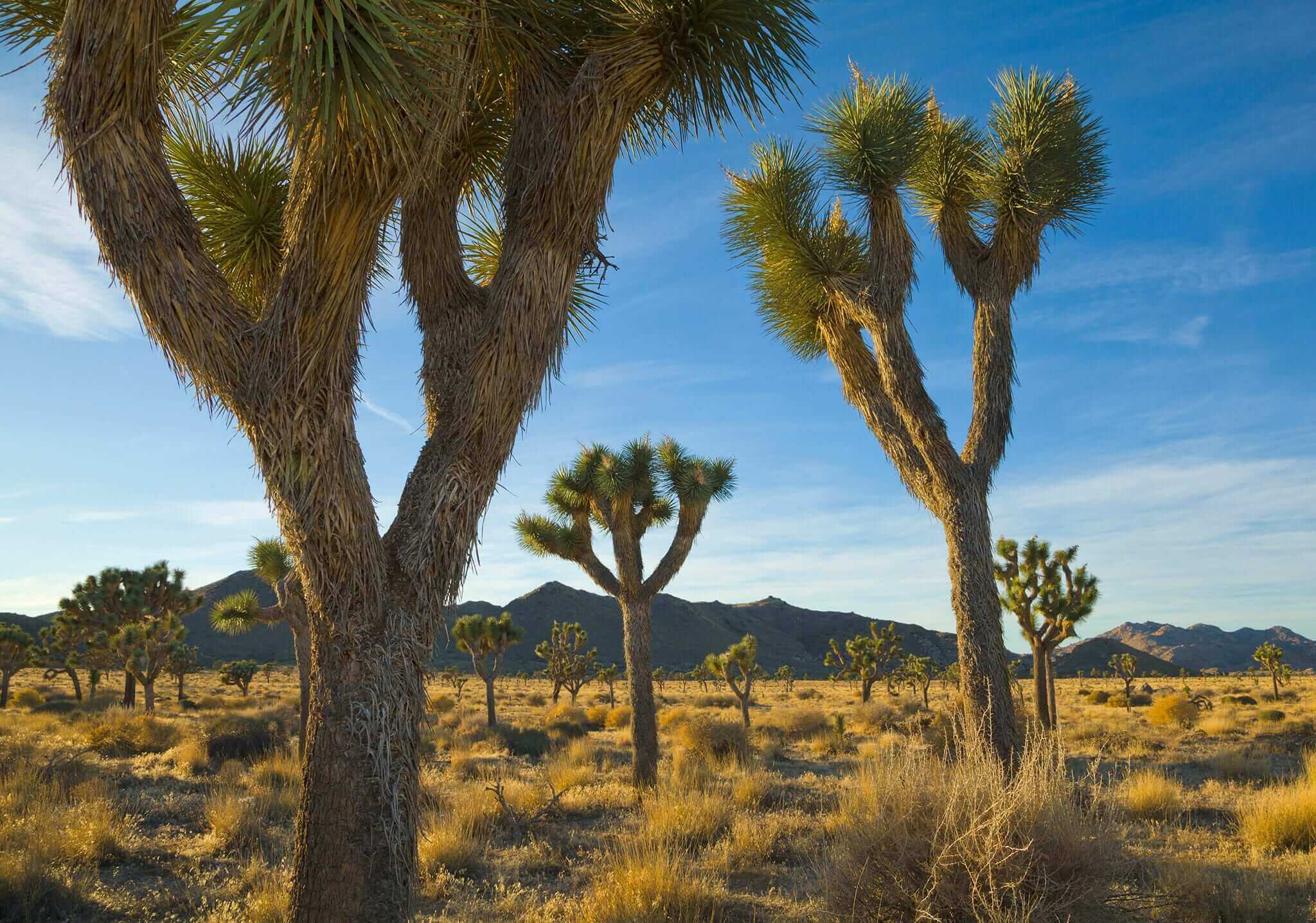 Ørkenlandskab ved Joshua Tree National Park