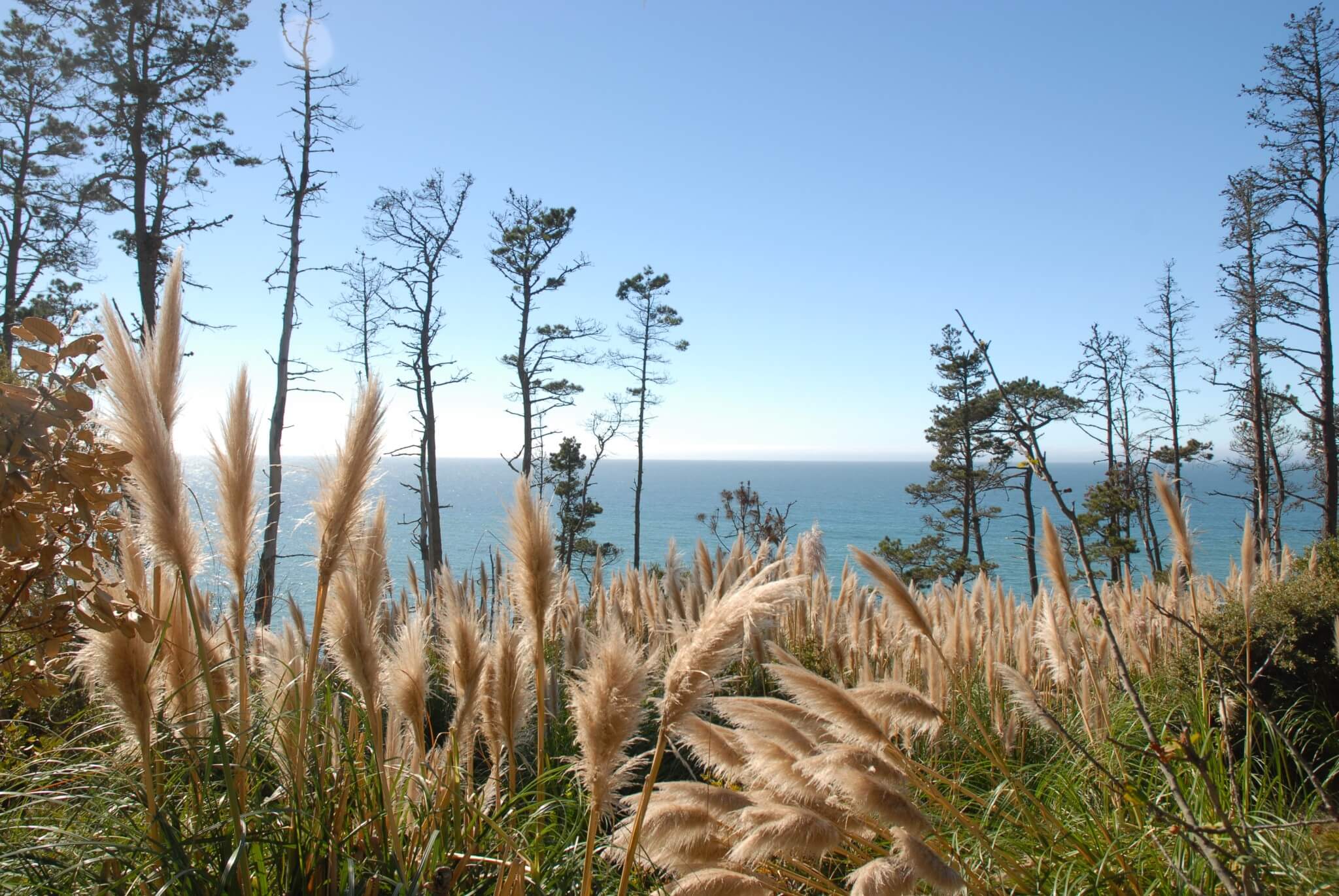 USA - Californien - Highway 1 - Fort Bragg Area - Lookout (10)