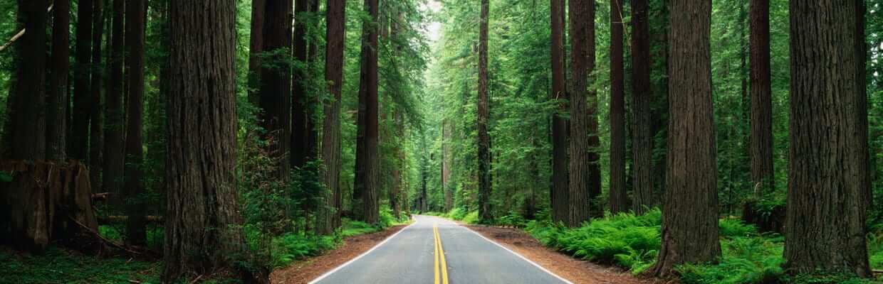 Avenue of the Giants er 32 miles / 51 km  lang og store dele af turen er lige så smuk som på billedet med masser kømpetræer på begge sider af vejen. Der er masser af stier langs vejen, og her er også gode steder at campere for natten.